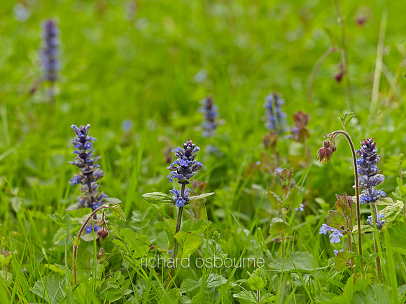 V8W16  Bugles, Ground Ivy and Water Avens, NWT Wayland Wood, Norfolk, UK
