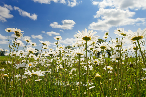 V5W19  Ox Eye Daisies, Norfolk, UK