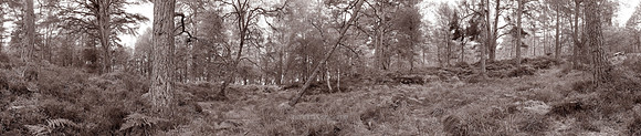 V4BW6  The Black Wood of Rannoch, Perthshire, Scotland