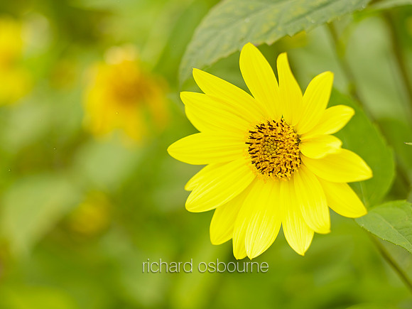 V8FL7  Yellow Flower