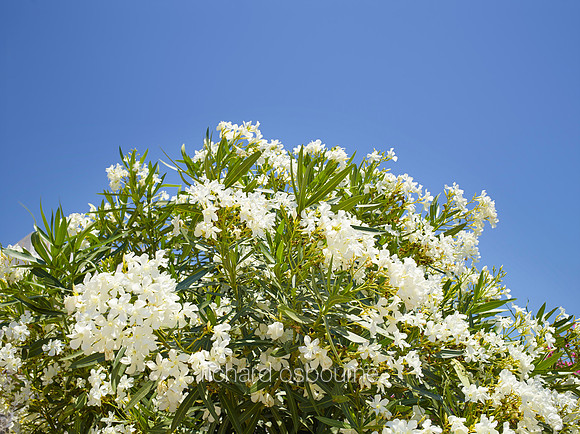 V8FL2  White Oleander, Crete, Greece