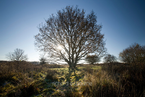 V3F10 Dawn Oak, Hickling