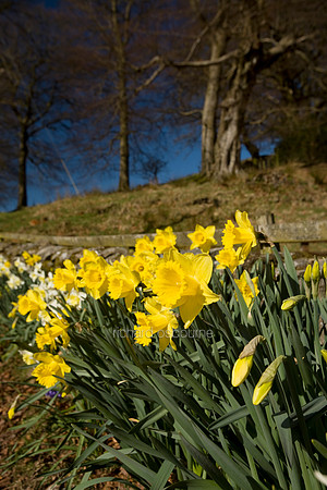 V3W19  Daffodils