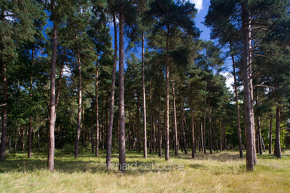 V2MT19 Scots Pines I