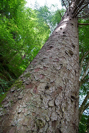 V8F16  Sitka Spruce, Perthshire, Scotland, UK