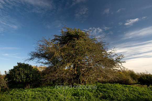 V3F18 NWT Hethel Old Thorn, Hethel, Norfolk