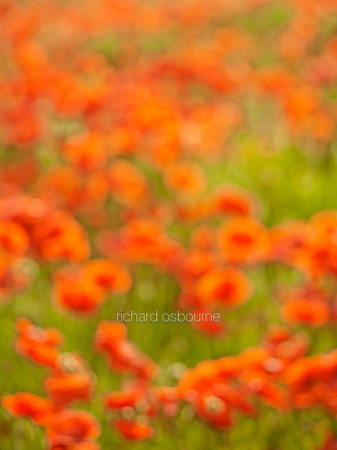 V8BG6  Poppies, Norfolk, UK