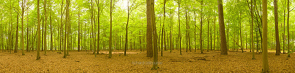 P2F17 Spring, Beech and Scots Pine Trees, Thetford Forest, Norfolk, UK