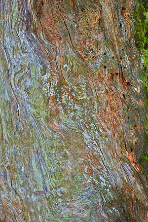 V8BG15  Old Tree Bark, Perthshire, Scotland