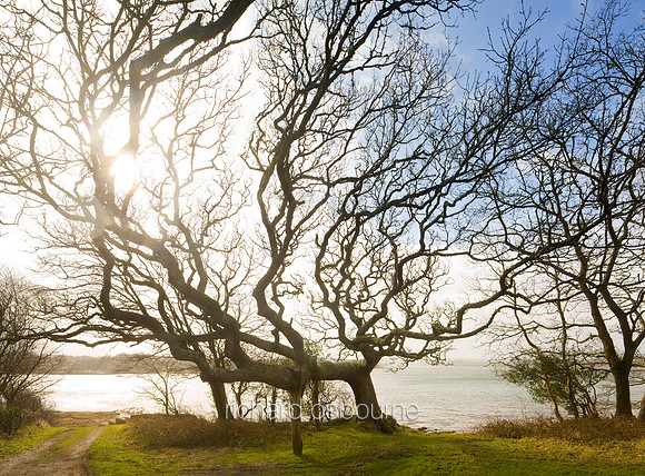 V5MT4  Windswept Oak, Picton, Daugleddau, Pembrokeshire, Wales, UK