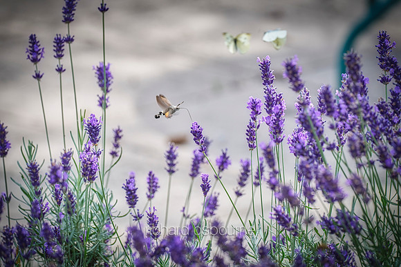 V19D5  Hummingbird Hawk Moth and Butterflies on Lavender