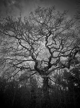 V9MF2  Oak Trees at Sunset, Norfolk, UK