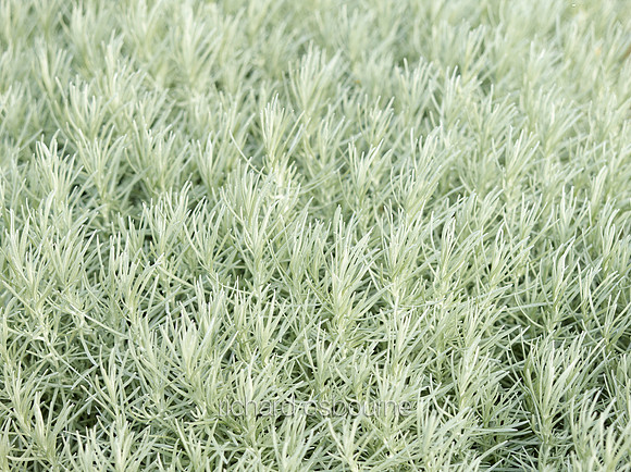 V8BG17  Silver Green Plant