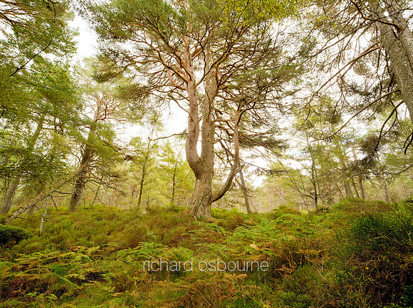 V4F14  The Black Wood of Rannoch, Perthshire, Scotland