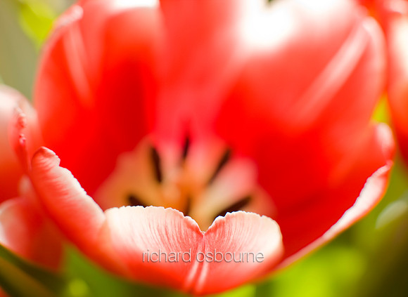 V4FL4  Red Tulips
