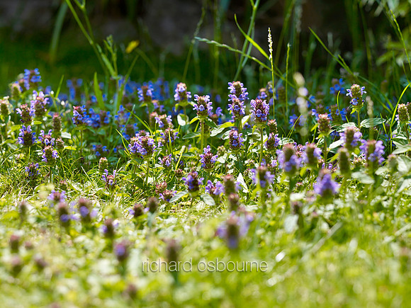V8W56  Bugle Wildflowers, Norfolk, UK