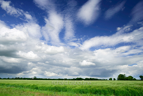 L1N2 Summer Fields II