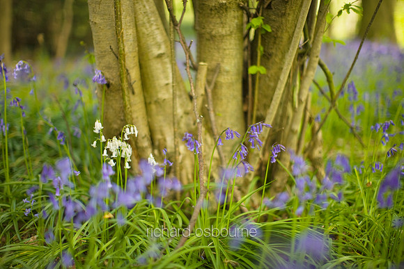 V4W5 Bluebells, Thursford Wood