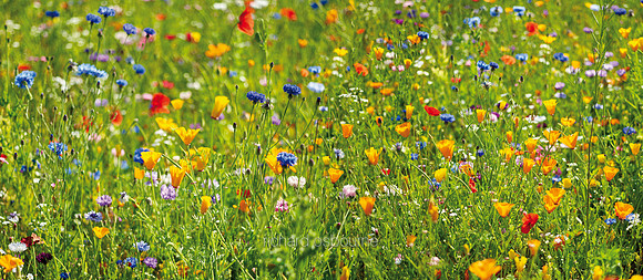 P4L34 Wildflowers