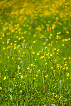 V19W3  Buttercups and Wildflowers