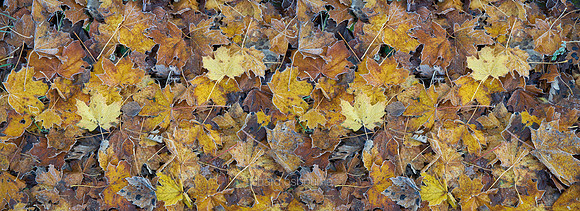 V8BG23  Frosty Leaves