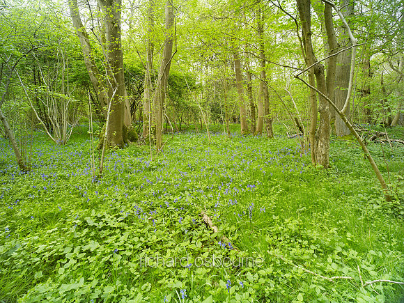 V8F3  NWT Wayland Wood, Norfolk, UK