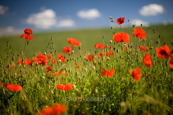 V3W14 Poppy II