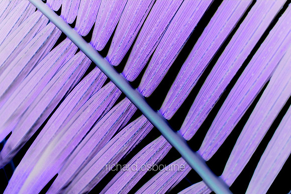 V5A14  Tropical Plant Abstract
