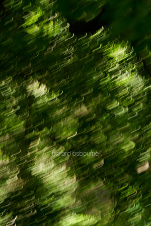 V20T2  Trees Abstract