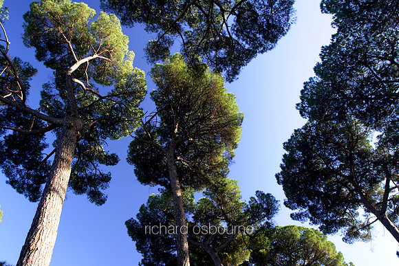 L1TV31 Pine Trees, Rome