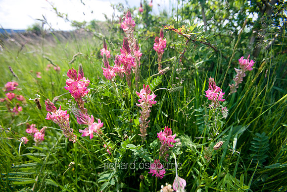 V3W9 Sainfoin I