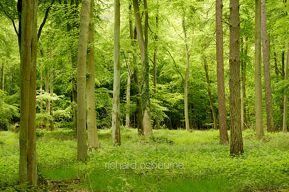 V1L5 Beech Trees, Thetford Forest