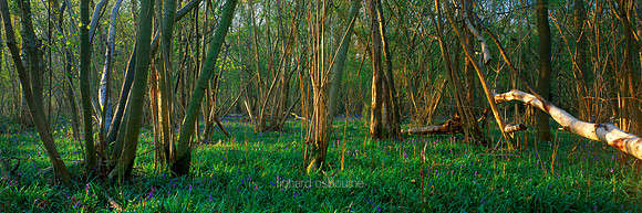 V2P12 Foxley Wood, Norfolk