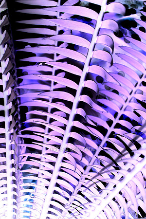 V5A21  Tropical Plant Abstract