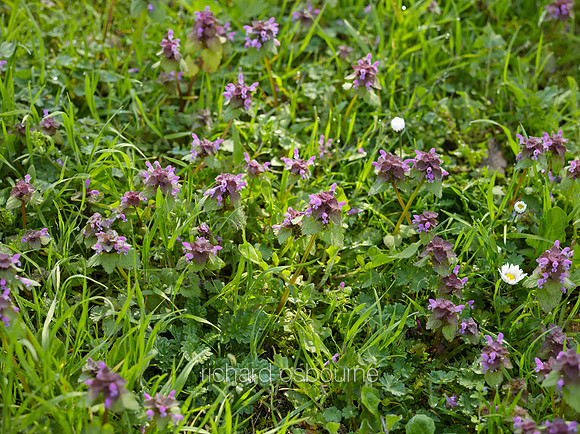 V8W55  Red Deadnettle