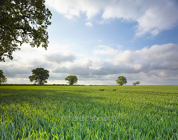 V8L48  Wheat Fields, Stoneleigh, Warwickshire, UK