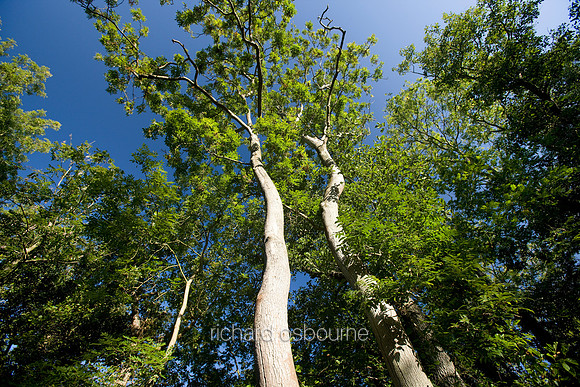 Upton Broad and Marshes, Norfolk Broads, UK