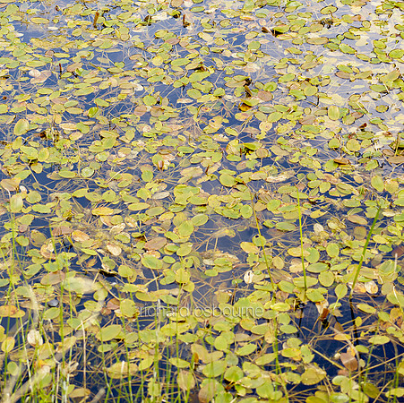 V8BG16  Pond Plants