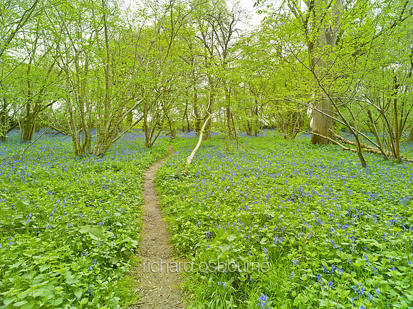 NWT Wayland Wood, Norfolk, UK