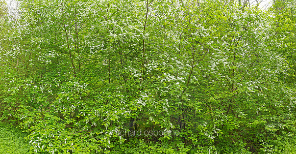 P3F37  White Lilac Shrubs, NWT Wayland Wood, Norfolk, UK