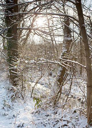 V5F25  Deep Winter, NWT Upton Broad and Marshes, Norfolk, UK