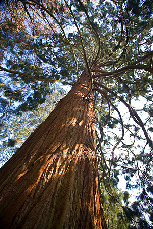 L1MT20 Coast Redwood