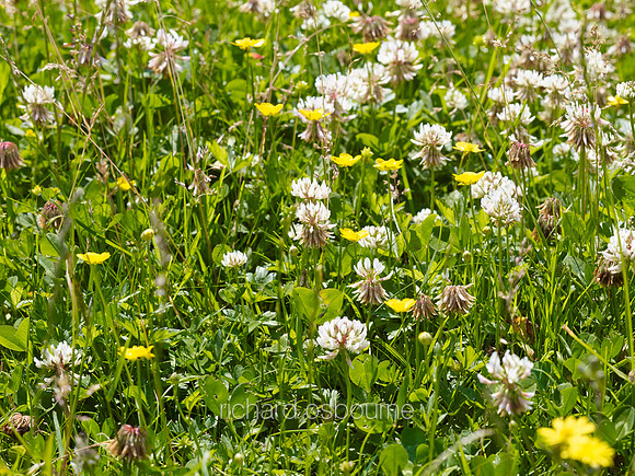 V8W57  White Clover and Wildflowers, Norfolk, UK