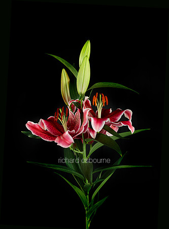 V8FL14  Stargazer Lilies