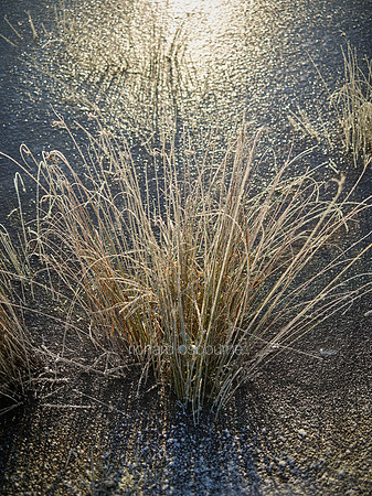 NWT New Buckenham Common, Norfolk, UK