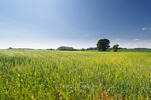 V5N56  Wheat Field in Summer, Saxlingham Nethergate, Norfolk, UK
