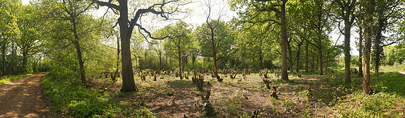 P2F12  NWT Honeypot Wood, Norfolk, UK