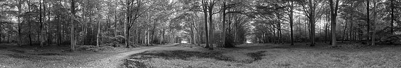 P4BW3  Fellbrigg Great Wood, Norfolk, UK