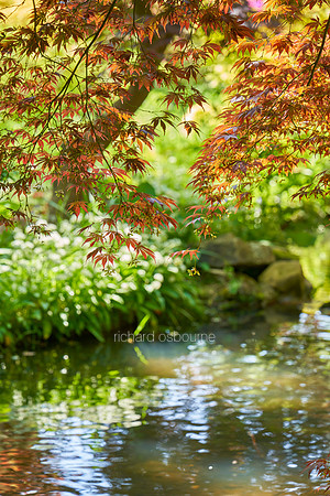 V19G3  Japanese Acer Over Stream