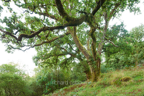 V4RS5  Ariundle Oak Wood, Sunart, Scotland